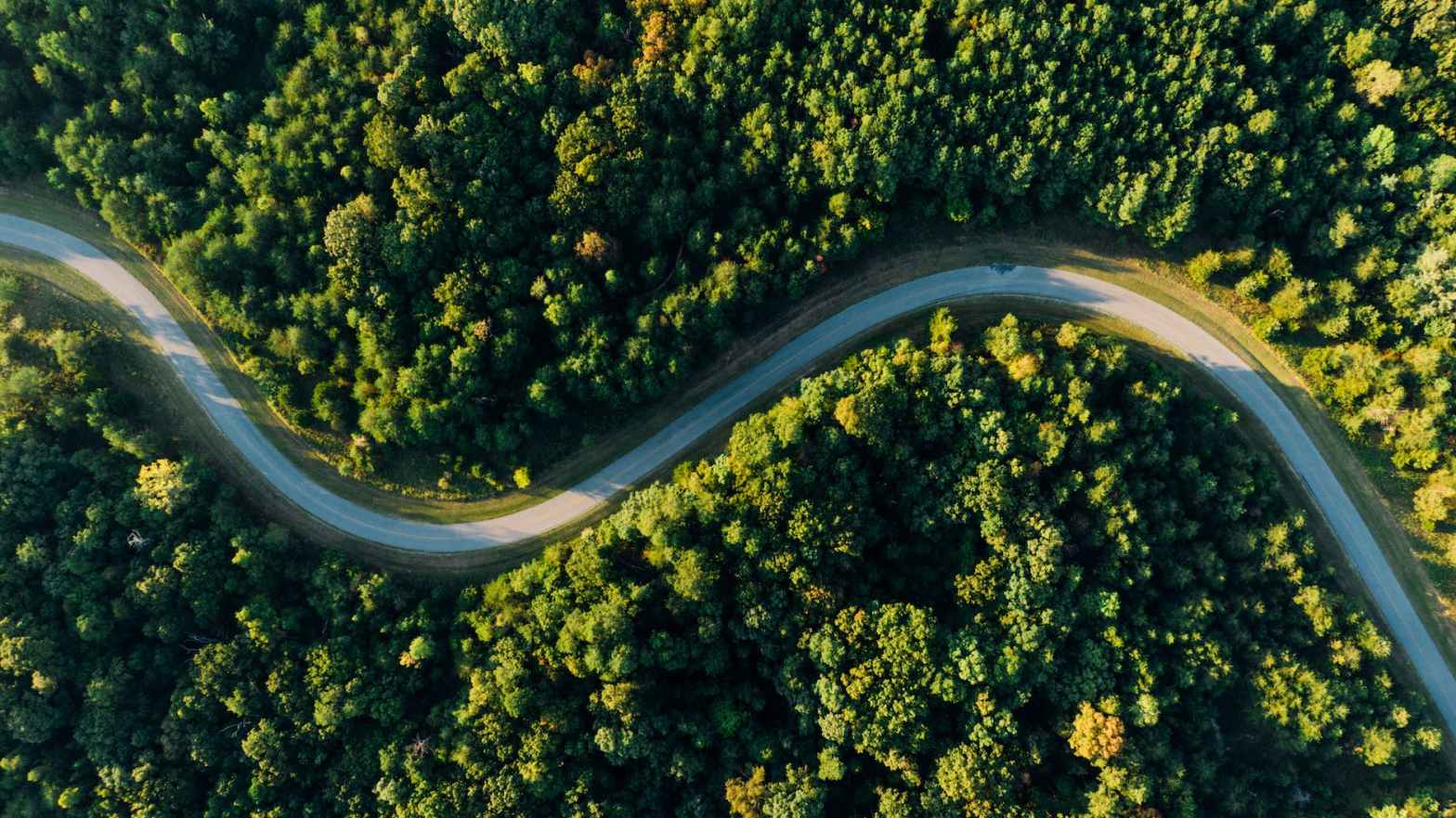 aerial photo of empty meandering road in between forest